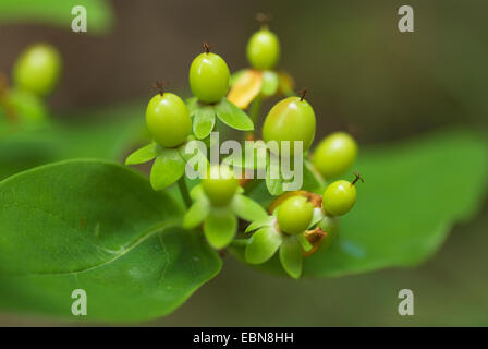 Tutsan (Hypericum androsaemum), avec jung fruits Banque D'Images