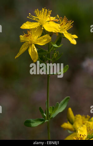 Perfoliate St. John Millepertuis (Hypericum perfoliatum), la floraison, le Portugal, l'Aljezur Banque D'Images