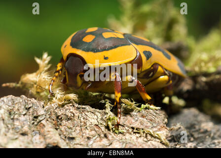 Couverture rose, Sun Beetle, Pachnoda trimaculata (Pachnoda), front view Banque D'Images