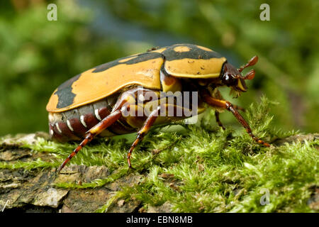 Couverture rose, Sun Beetle, Pachnoda trimaculata (Pachnoda), side view Banque D'Images