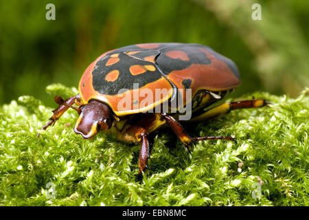 Couverture rose, Sun (Pachnoda trimaculata), front view Banque D'Images