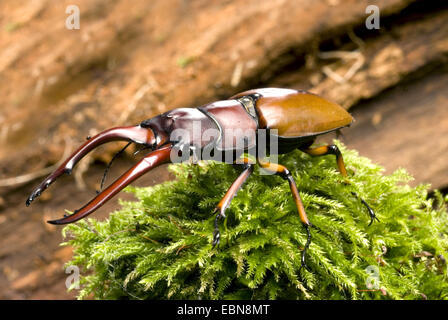 Red Stag (commun Prosopocoilus astacoides), side view Banque D'Images