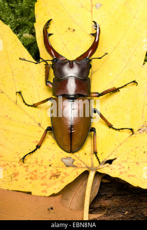 Red Stag (commun Prosopocoilus astacoides), high angle view Banque D'Images