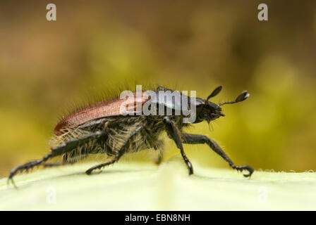 Le jardin, le hanneton horticole (Phyllopertha horticola feuillage, Phylloperta horticola), vue latérale, Allemagne Banque D'Images