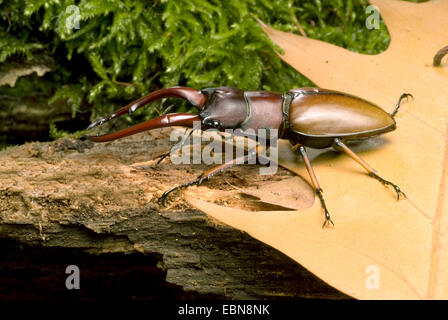 Red Stag (commun Prosopocoilus astacoides), side view Banque D'Images