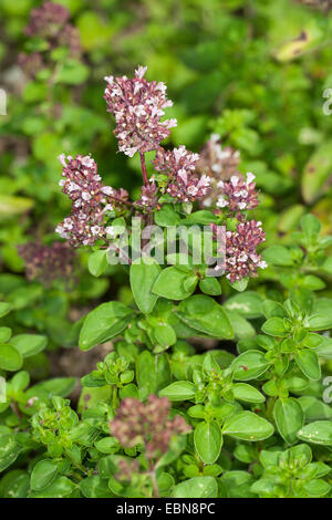 Sweet marjolaine, marjolaine (Origanum majorana noués, Majorana hortensis), blooming Banque D'Images