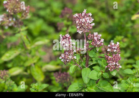 Sweet marjolaine, marjolaine (Origanum majorana noués, Majorana hortensis), blooming Banque D'Images
