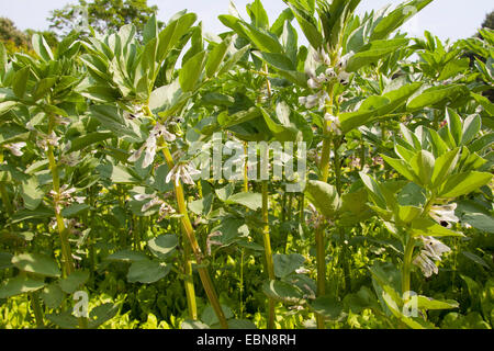 La féverole (Vicia faba), champ fleuri Banque D'Images