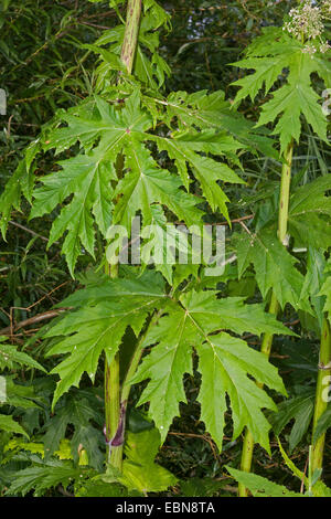 La berce du Caucase (Heracleum mantegazzianum), feuilles, Allemagne Banque D'Images