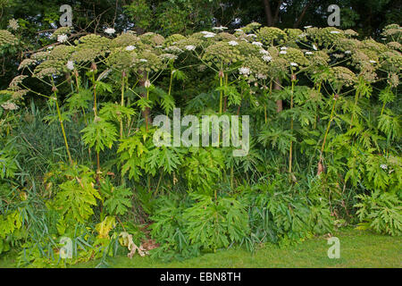 La berce du Caucase (Heracleum mantegazzianum), de plantes fleuries, Allemagne Banque D'Images