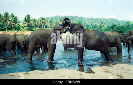 Sri Lanka, l'éléphant, l'éléphant d'Asie éléphant d'Asie (Elephas maximus, Elephas maximus maximus), l'orphelinat des éléphants de Pinnawela, au Sri Lanka, Zentralprovinz Banque D'Images