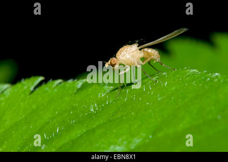Lauxaniid Sapromyza (spec), assis sur une feuille verte, Allemagne Banque D'Images