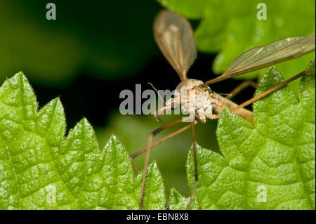 Tipule (Tipula spec.), assis dans une ortie, Allemagne Banque D'Images