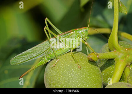 Grande Charte verte (Tettigonia viridissima) bushcricket, assis sur un fruit, Allemagne Banque D'Images