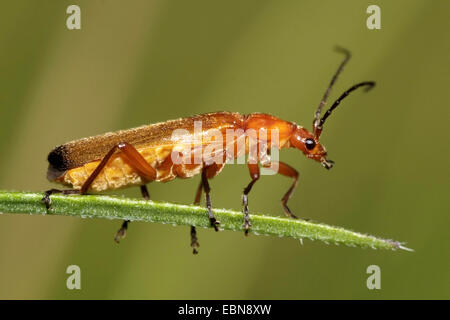 Coléoptère rouge commun du soldat suceur de sang coléoptère de l'amande du mouton (Rhagonycha fulva), vue latérale, Allemagne Banque D'Images