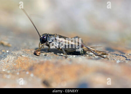 Cricket (cf. Tartarogryllus bordigalensis), assis sur une pierre , Portugal Banque D'Images