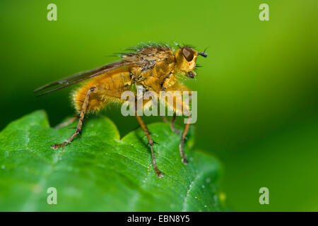 La bouse jaune fly (Scathophaga stercoraria), assis sur une feuille, Allemagne Banque D'Images