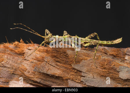 Phasme épineux géant (Trachyaretaon brueckneri carmelae, Trachyaretaon), sur l'écorce Banque D'Images