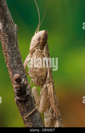 Prier mante (Tarachomantis, spéc.), portrait Banque D'Images