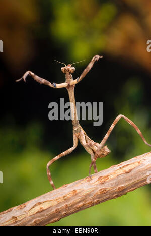 Unicorn Texas Mantis (Phyllovates Pycnanthemum incanum), sur une branche Banque D'Images