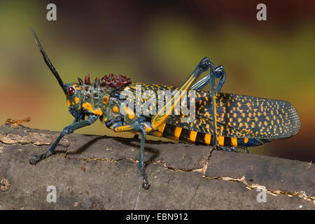 Sauterelle (Phymateus saxosus), sur une branche Banque D'Images