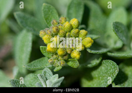 Alison, Alpine Alpine (alyssum Alyssum alpestre), en bouton, en Suisse, Schynige Platte Banque D'Images