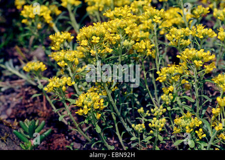 Alison, Alpine Alpine (alyssum Alyssum alpestre), bloominh, Suisse, Schynige Platte Banque D'Images