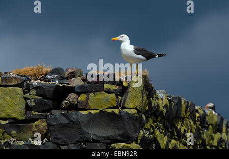 Moindre Goéland marin (Larus fuscus), debout sur un mur de pierre, Royaume-Uni, Angleterre, Northumberland, Iles Farne Banque D'Images