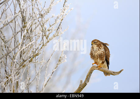 Eurasian buzzard (Buteo buteo), sur lookout à givre et brouillard, Allemagne, Bade-Wurtemberg Banque D'Images