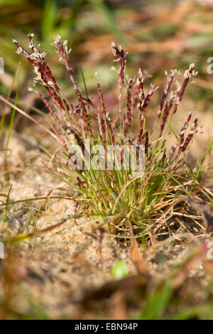 Au début de l'herbe (Mibora minima), blooming, Allemagne Banque D'Images