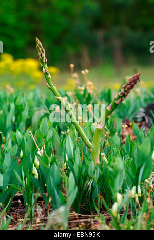 Asperge, Sparrow Gras, d'une asperge (Asparagus officinalis), les jeunes cris, Allemagne Banque D'Images