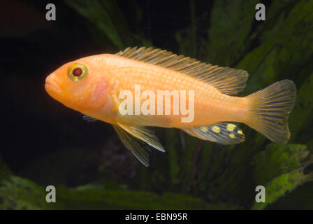 (Metriaclima estherae Red Zebra), sous forme de reproduction rouge-rouge Banque D'Images