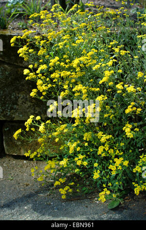 Golden Alyssum, Golden touffe, panier d'or (Alyssum saxatile, Aurinia saxatilis), blooming Banque D'Images