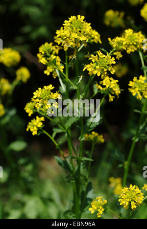 L'hiver, le cresson de jardin commun, wintercress Barbarea vulgaris (fusée jaune), l'inflorescence, Suisse Banque D'Images