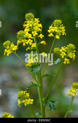 L'hiver, le cresson de jardin commun, wintercress Barbarea vulgaris (fusée jaune), l'inflorescence, Suisse Banque D'Images