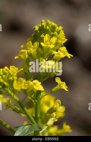 L'hiver, le cresson de jardin commun, wintercress Barbarea vulgaris (fusée jaune), l'inflorescence, Allemagne Banque D'Images