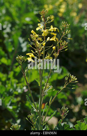 Chou sauvage (Brassica oleracea), inflorescence Banque D'Images
