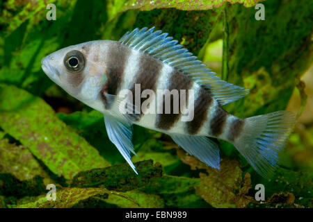 Cichlid c. Frontosa Cyphotilapia frontosa, (natation), Banque D'Images