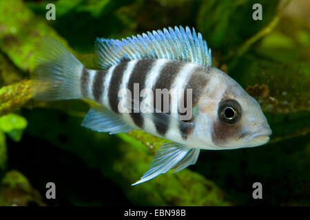 Cichlid c. Frontosa Cyphotilapia frontosa, (natation), Banque D'Images