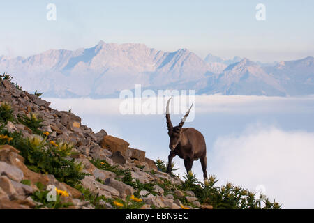 Bouquetin des Alpes (Capra ibex, Capra ibex ibex), homme marchant sur une pente rocheuse, la Suisse, l'Alpstein, Saentis Banque D'Images