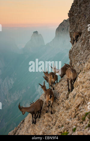 Bouquetin des Alpes (Capra ibex, Capra ibex ibex), troupeau de bouquetins sur pente raide dans la lumière du soir, la Suisse, l'Alpstein, Saentis Banque D'Images