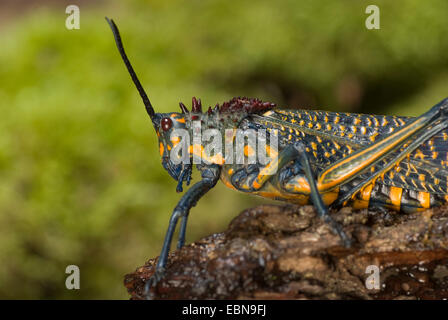 Sauterelle (Phymateus saxosus), portrait Banque D'Images