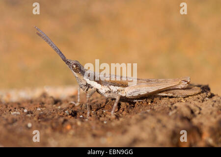 (Sauterelle Pyrgomorpha conica), pleine longueur portrait, Portugal Banque D'Images