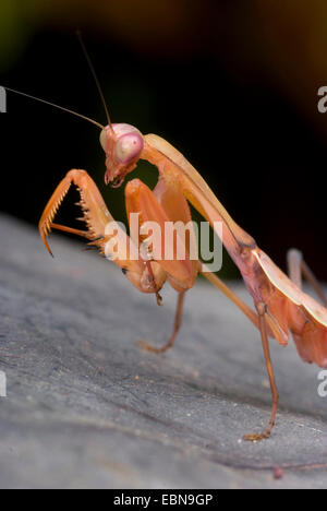 Bouclier malaisien Giant praying mantis (Rhombodera basalis), assis sur une feuille Banque D'Images