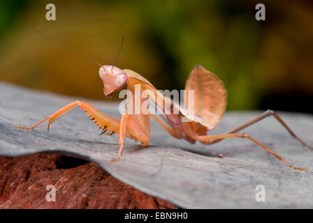 Bouclier malaisien Giant praying mantis (Rhombodera basalis), assis sur une feuille Banque D'Images