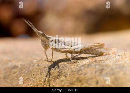 (Sauterelle Pyrgomorpha conica), assis sur une pierre, Portugal Banque D'Images