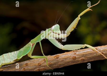 Bouclier malaisien Giant praying mantis (Rhombodera basalis), assis sur une tige Banque D'Images