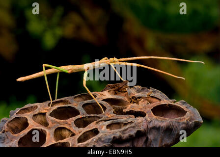 Stick vietnamiens (Ramulus Bug Artemis, Artemis Baculum), sur un navire de semences Banque D'Images