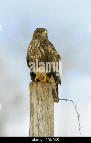 Eurasian buzzard (Buteo buteo), sur Lookout dans le brouillard, l'Allemagne, Bade-Wurtemberg Banque D'Images