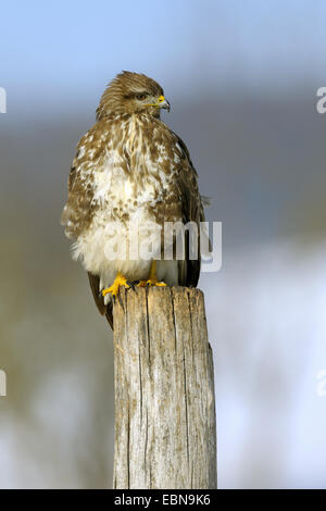 Eurasian buzzard (Buteo buteo), sur affût , Allemagne, Bade-Wurtemberg Banque D'Images